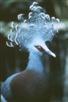 Victoria Crowned Pigeon 